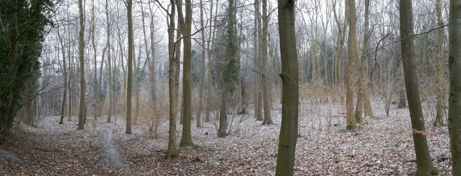 Name: Trees Camera make: NA Model: NA Software: NA