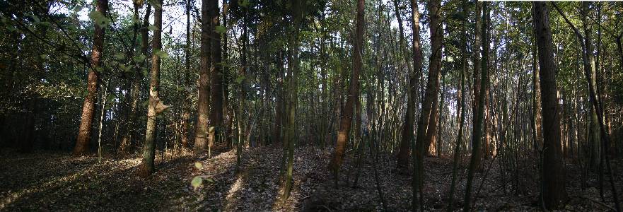Name: Forest Camera make: NA  Model: NA  Software: NA